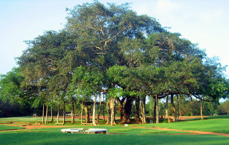 National Tree - (Banyan Tree) Of India