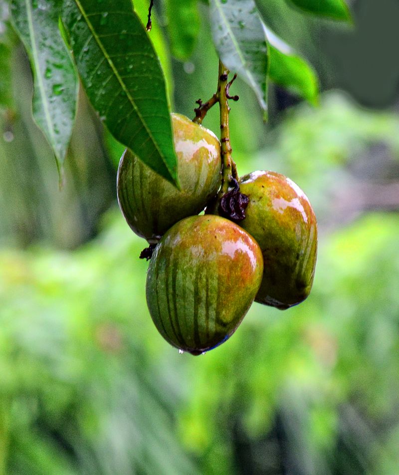 national-symbols-animal-bird-tree-flower-fruit