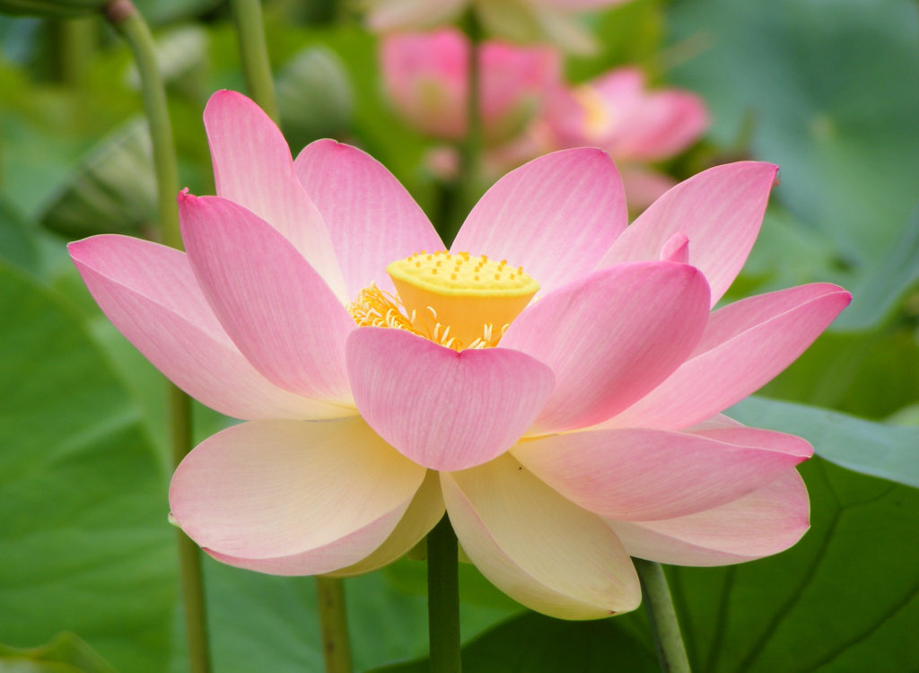 National flower - (lotus) Of India