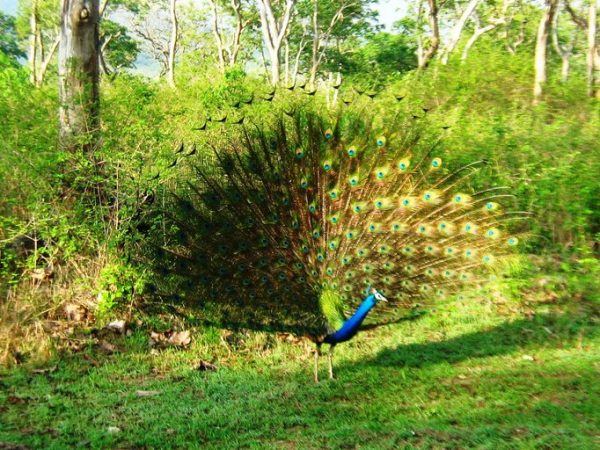 National Symbols, Animal, Bird,Tree,Flower,Fruit, Emblem Of India