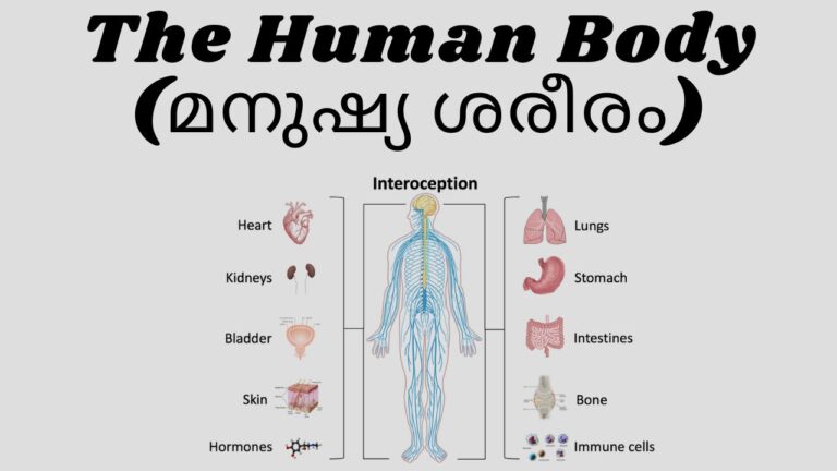The Human Body (മനുഷ്യ ശരീരം)